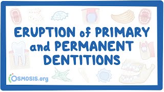 Eruption of primary and permanent dentitions [upl. by Pronty872]