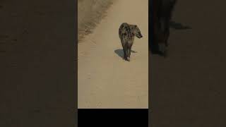 Hyena on the road 4k hyena wildlife [upl. by Kwabena]