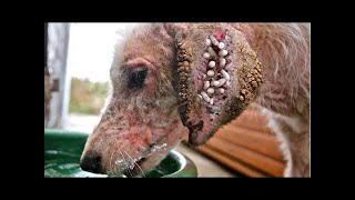 WoW 1000 Mangoworm Removal From Dog Remove Mangoworm On Dog  video mangoworm 2022 [upl. by Janaye]