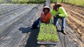 EASY WAY To Grow Corn  This Works For Us Every Time [upl. by Dermot]