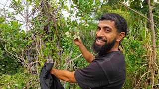 Discovering The White Tagimoucia Medinilla Flower Only Found In Matasawalevu Village Kadavu🏝️🇫🇯 [upl. by Nortna275]