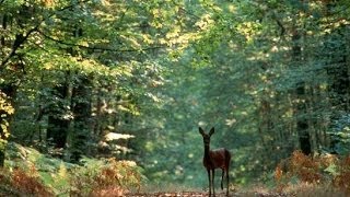 A la découverte de la Forêt  Documentaire francais sur la Nature [upl. by Elwee]