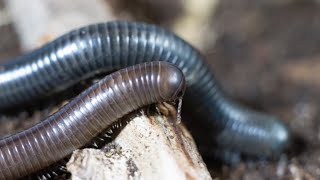 Millipedes and Substrates with Kevin Nasser [upl. by Ativahs845]