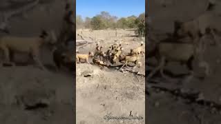 Perros salvajes matan jabalí [upl. by Ennayelsel]