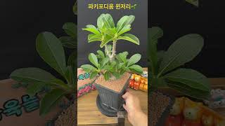 파키포디움 윈저리Pachypodium baronii var windsorii 아프리카식물 구근식물 succulent [upl. by Woermer279]