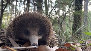 CUTE Wild Echidna Healesville Australia [upl. by Nirrac]