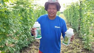 Pag spray Ng bareton sa ilalim Ng ampalaya Ganito langpo mga ka farmers 👍 [upl. by Erb]