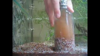 Aquarium gravel cleaning [upl. by Vinaya]