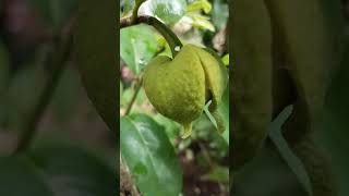 മുള്ളാത്ത പൂവ് Soursop flowerAnnona muricataAnnonaceae [upl. by Atarman]