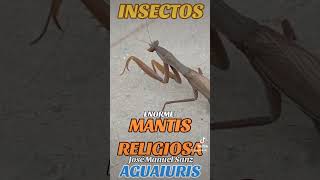 😰¡ENORME MANTIS RELIGIOSA 😰 [upl. by Ellerrehs437]