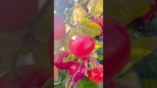 Rugosa rose 🌹 hips or fruits scotlanduk [upl. by Llesig407]