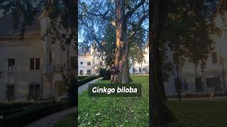 Ginkgo biloba din Parcul Carei [upl. by Sanson513]