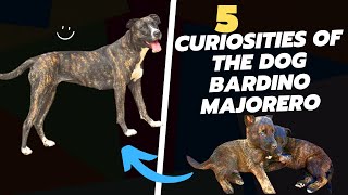 5 Curiosities About Dog Bardino Majorero [upl. by Armahs863]