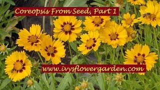 Staring Coreopsis From Seed Part 1 [upl. by Knowlton]