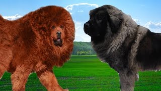 Tibetan mastiff vs Sarplaninac Hiughlights [upl. by Clywd986]