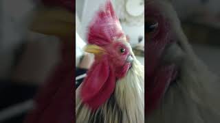 my chicken singing🐓🐓 [upl. by Amabel]