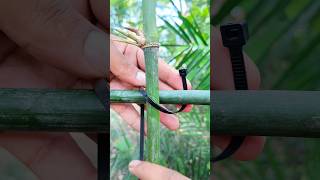 How to Secure Bamboo with Zip Ties  Easy Trick knot [upl. by Suhail57]