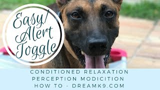 How to teach EasyAlert Toggle  Perception Modification  Conditioned Relaxation  DreamK9com [upl. by Corydon514]