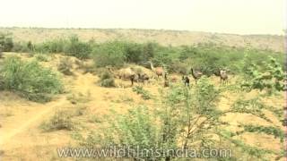 Camel grazing on desert vegetation in Rajathan [upl. by Eitisahc]