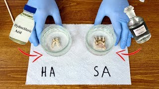 Leaving TEETH in HYDROCHLORIC and SULFURIC ACIDS Experiment [upl. by Ahsinhoj965]