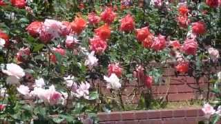 大阪府豊中市の二ノ切池公園のバラ 2015511 Roses of Toyonaka Osaka of Ninokiri Pond park Rose [upl. by Cuthbert]