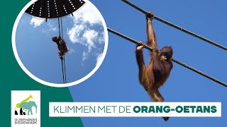 🦧 ORANGOETANS IN DE LUCHT  Het is Wereld Orangoetandag [upl. by Nomsed]