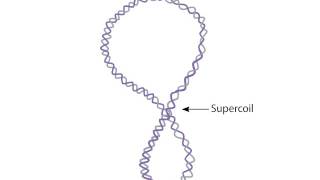 Supercoiling [upl. by Boleslaw]