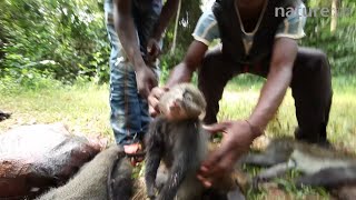 Hunters holding up primate bushmeat to camera including crowned monkey and puttynosed monkey Lidj [upl. by Japheth]