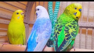 A unique recording of 10 Hr parakeet birds singing to help people relax and rid of anxiety [upl. by Aitekram]