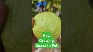 How Growing Guava In Pot youtube gardening guava shorts fruit fruitplant dailyplantcare yt [upl. by Isidoro561]