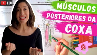 MÚSCULOS DA COXA POSTERIOR Anatomia para colorir [upl. by Yasnyl]