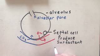 The Alveoli [upl. by Aiclid]