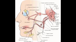 The Digastric branch of facial nerve Gives innervation to posterior belly of digastric muscle [upl. by Nicks372]