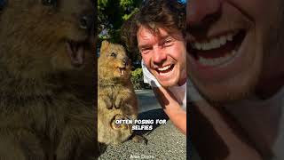 Why Quokkas Are The Happiest Animals On Earth Are They Really [upl. by Nelrah942]