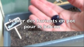 ✿ Comment semer des haricots en pot pour le balcon [upl. by Anawek]