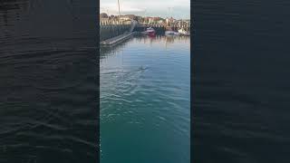 Thresher Shark in Wellfleet Harbor Cape Cod shark threshershark capecod [upl. by Birkle]