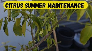 Citrus In Containers Soil Amending  Citrus Tree Summer Maintenance [upl. by Iong733]