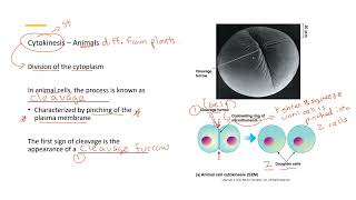 Cytokinesis Animal vs Plant 11 [upl. by Maharva]