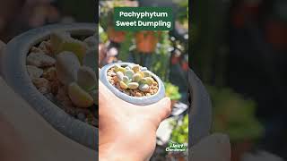 Pachyphytum Sweet Dumpling [upl. by Hellah470]