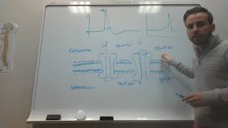 Action Potentials Accommodation and Propagation speed [upl. by Lielos]