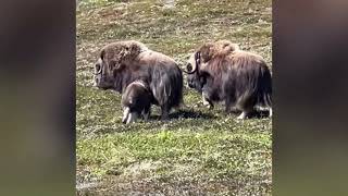 Musk ox [upl. by Malachy]