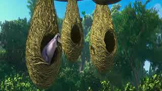 Moyna re moyna re bird dancing beautiful animations 🐦 🐦 🐦 💓 [upl. by Madora]