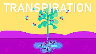 What is Transpiration in Plants [upl. by Ynohtnad]