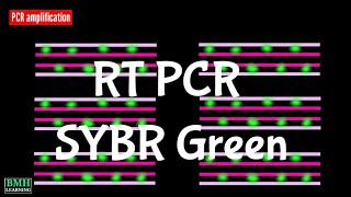 Real Time PCR Using SYBR Green Probe  RT PCR with SYBR green Probe [upl. by Sabrina278]