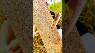 Cutting trees by hand Part MT20 [upl. by Ainesey]