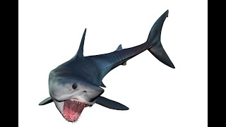 Rigged and animated 3d tiger shark free download [upl. by Seuqramed]