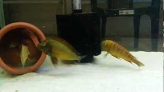 Tropheus Moorii Golden Kazumba F0 [upl. by Erskine34]