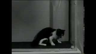 US Army LSD Test on Cat [upl. by Hassin747]