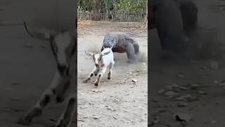 Komodo greets slowly by lunging simultaneously😱😱😱 komodonationalpark animals komodo [upl. by Melesa101]