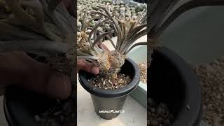 Repotting grafted astrophytum caputmedusae  shorts [upl. by Onitnevuj]